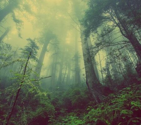 Der Wald ist für viele ein magischer Ort und gilt beispielsweise in Japan schon längst als Kraftort für Wohlbefinden.