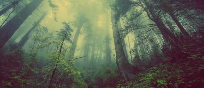 Der Wald ist für viele ein magischer Ort und gilt beispielsweise in Japan schon längst als Kraftort für Wohlbefinden.