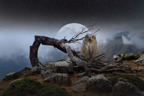 Vollmond