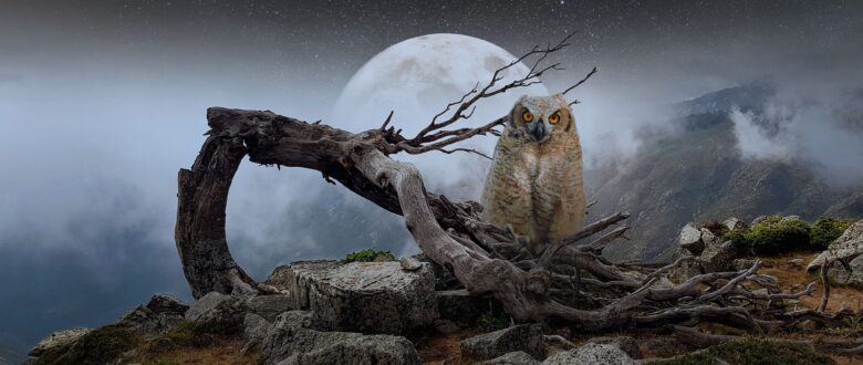 Vollmond im Dezember 2021 – Liebe und Geld Vollmond
